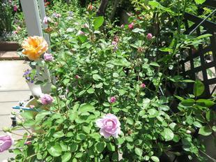 2023-5-12ashidabara44.jpg