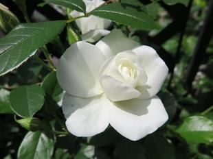 2023-5-12ashidabara45.jpg