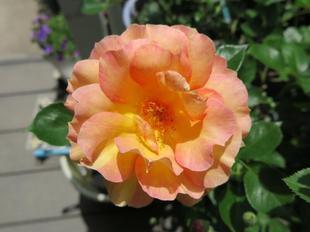 2023-5-12ashidabara46.jpg