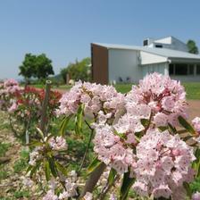 グリーンヒルズの「カルミア・バラ」の花が咲きました。