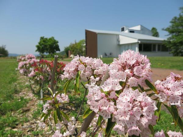 グリーンヒルズの「カルミア・バラ」の花が咲きました。