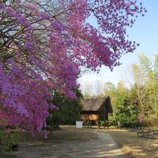 沼の弥生住居跡群周辺に咲くつつじ・さつきの花