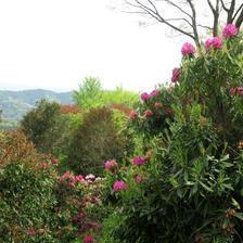 両山寺で咲くシャクナゲの花