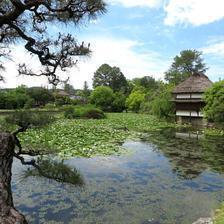 衆楽園をモネの池に大作戦！その後