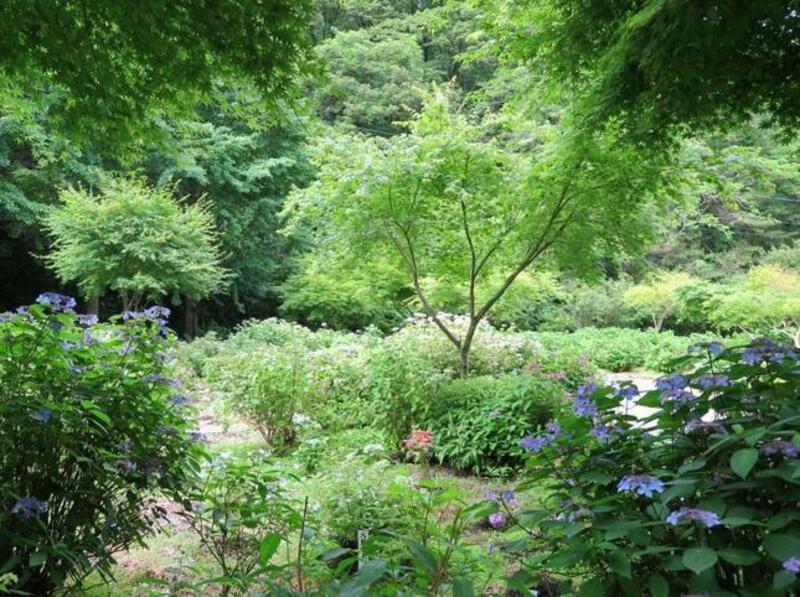 2023 美咲花山公園のアジサイの花 - 津山瓦版