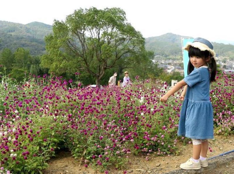 トコシエコウの花畑 対馬産ヒトツバタゴ | 樹木好き！ I Love Trees