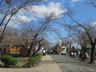 11-19momijimatsur9.JPG