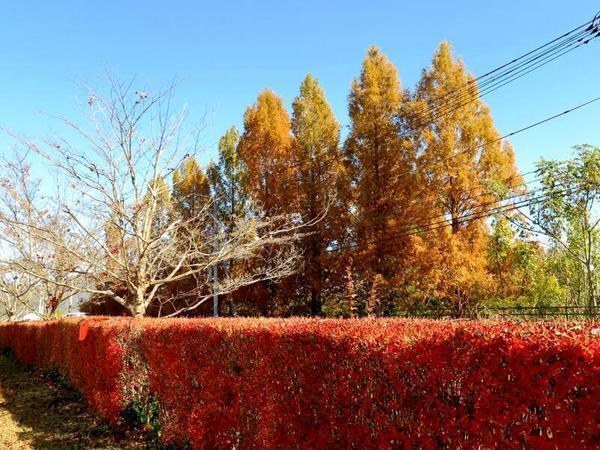 メタセコイアと記念植樹