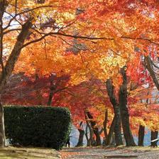 津山城（鶴山公園）の晩秋の紅葉