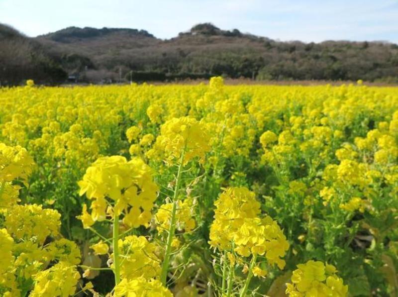黒崎の菜の花畑と菜の花摘み - 津山瓦版