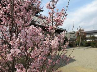 2024-3-19_honkoji_sakura10.JPG