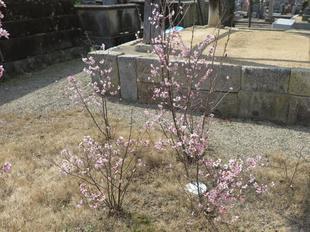 2024-3-19_honkoji_sakura11.JPG