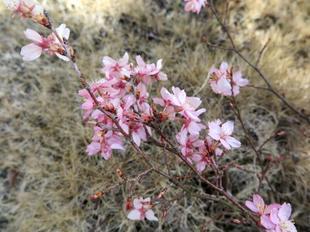 2024-3-19_honkoji_sakura5.JPG