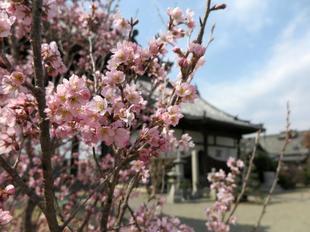 2024-3-19_honkoji_sakura6.JPG