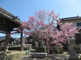 2024-3-27hingyoji_sakura9.JPG