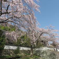 しだれ桜満開の千光寺です。
