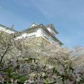 2024年4月10日の津山城（鶴山公園）のさくら