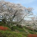 2024年4月10日の神楽尾公園のさくら