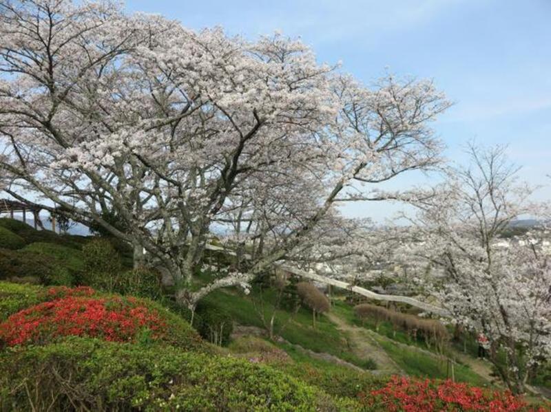 2024年4月10日の神楽尾公園のさくら - 津山瓦版
