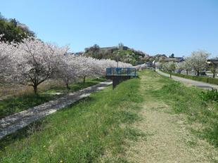 2024-4-10miyagawazoisakura1.jpg