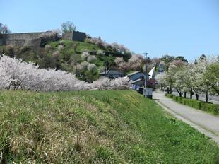 2024-4-10miyagawazoisakura11.jpg