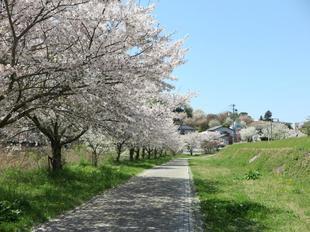 2024-4-10miyagawazoisakura3.jpg