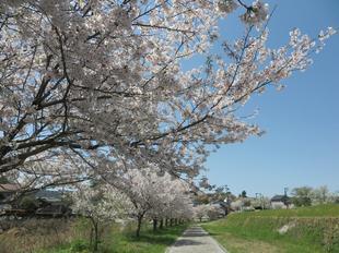 2024-4-10miyagawazoisakura4.jpg