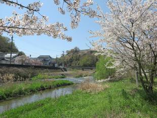 2024-4-10miyagawazoisakura5.jpg