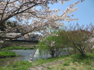 2024-4-10miyagawazoisakura6.jpg