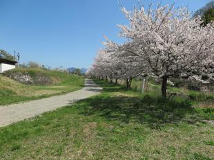 2024-4-10miyagawazoisakura8.jpg