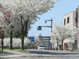 2024-4-10miyagawazoisakura9.jpg