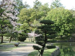 2024-4-10syuraku_sakura8.jpg