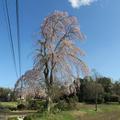 定兼宅のしだれ桜（勝央町）