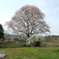 小田中の一本桜が満開
