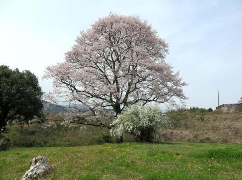 桜　１本／5本 2024-4-2odanaka13-thumb-