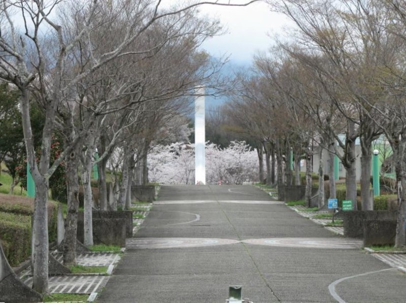 2024年4月の勝北総合スポーツ公園のさくら - 津山瓦版