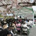 2024年4月6日の津山城（鶴山公園）のさくら