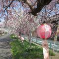 2024年4月7日の高野神社のさくら