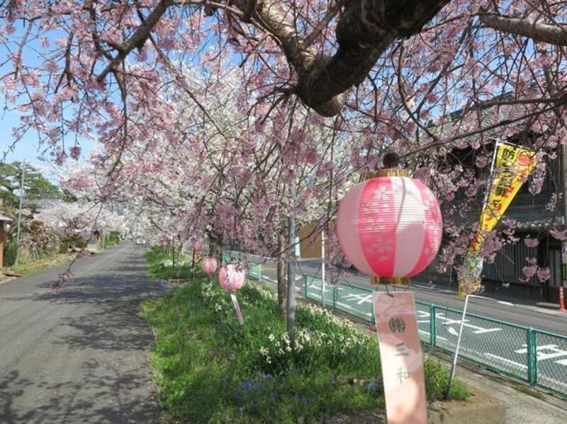 2024年4月7日の高野神社のさくら - 津山瓦版