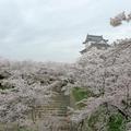 2024年4月8日の津山城（鶴山公園）のさくら