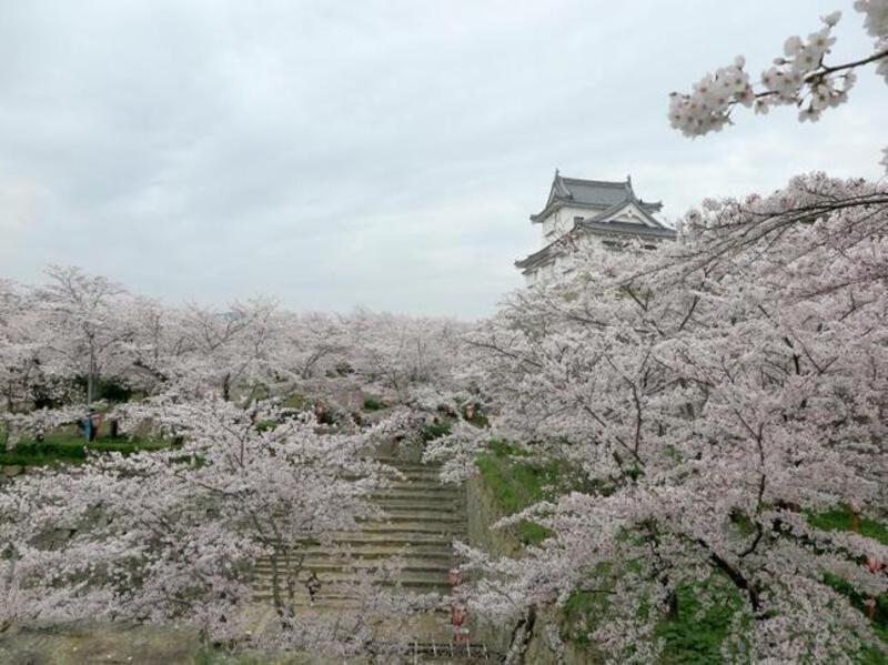 2024年4月8日の津山城（鶴山公園）のさくら - 津山瓦版