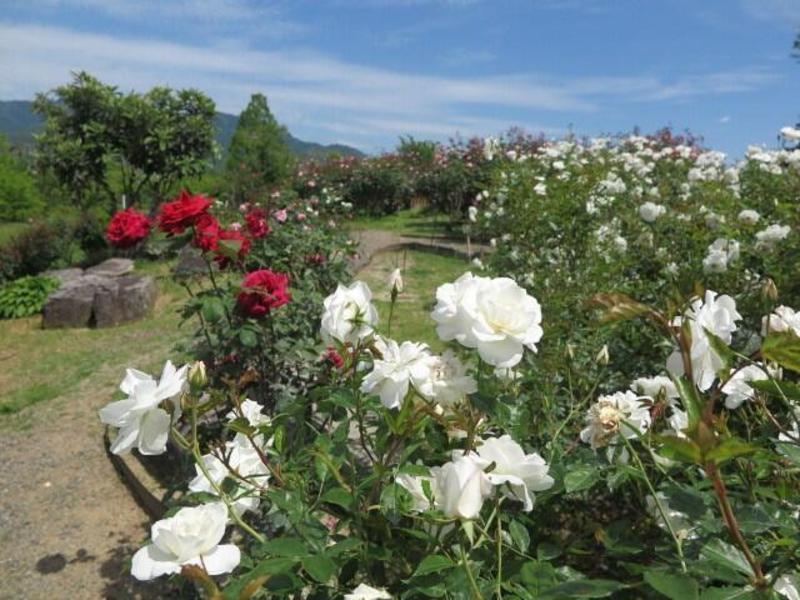 グリーンヒルズ津山のバラ 2024 - 津山瓦版