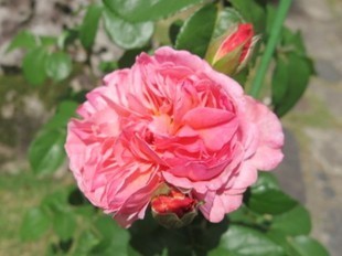 2024-5-26yasuda15.jpg