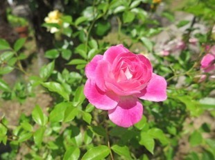 2024-5-26yasuda16.jpg