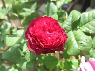 2024-5-26yasuda17.jpg