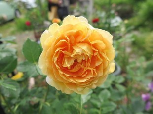 2024-5-26yasuda18.jpg