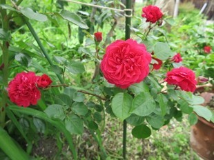 2024-5-26yasuda2.jpg