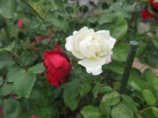 2024-5-26yasuda22.jpg
