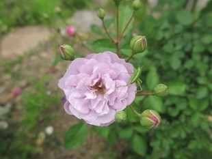 2024-5-26yasuda23.jpg