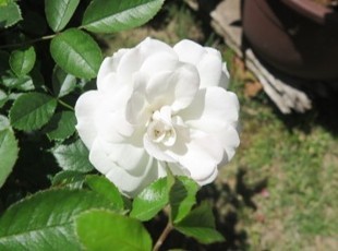 2024-5-26yasuda26.jpg